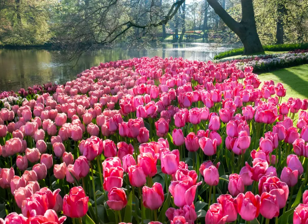 Tulpen